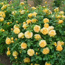 Load image into Gallery viewer, Golden Celebration Rose (Bare Root)