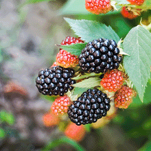 Load image into Gallery viewer, Natchez Thornless Blackberry