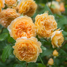 Load image into Gallery viewer, Crown Princess Margareta® Rose