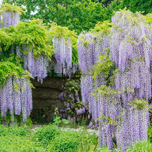 Load image into Gallery viewer, Blue Moon Wisteria