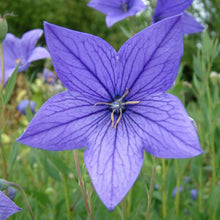Load image into Gallery viewer, Balloon Flower