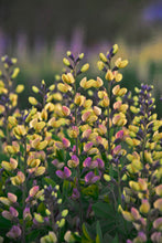 Load image into Gallery viewer, False Indigo Decadence® Deluxe 'Pink Lemonade'