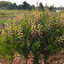 Load image into Gallery viewer, False Indigo Decadence® Deluxe 'Pink Lemonade'