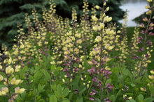 Load image into Gallery viewer, False Indigo Decadence® Deluxe 'Pink Lemonade'