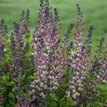 Load image into Gallery viewer, False Indigo Decadence® Deluxe 'Pink Truffles'