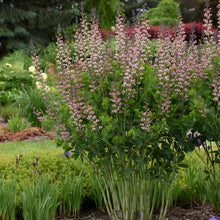 Load image into Gallery viewer, False Indigo Decadence® Deluxe 'Pink Truffles'