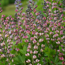 Load image into Gallery viewer, False Indigo Decadence® Deluxe 'Pink Truffles'