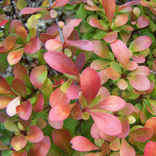 Load image into Gallery viewer, Barberry 'Crimson Pygmy'
