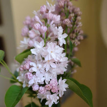 Load image into Gallery viewer, Beauty of Moscow Lilac (Krasavitsa Moskvy)
