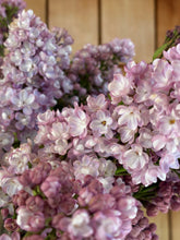 Load image into Gallery viewer, Belle de Nancy Lilac