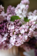 Load image into Gallery viewer, Belle de Nancy Lilac