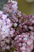 Load image into Gallery viewer, Belle de Nancy Lilac