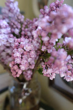 Load image into Gallery viewer, Belle de Nancy Lilac