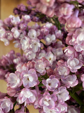Load image into Gallery viewer, Belle de Nancy Lilac
