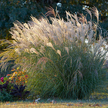 Load image into Gallery viewer, Yaku Jima Silver Grass