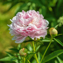 Load image into Gallery viewer, Peony 'Morning Kiss'