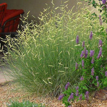 Load image into Gallery viewer, Blue Grama Grass