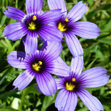 Load image into Gallery viewer, Blue Eyed Grass