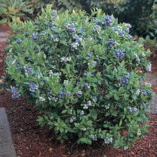 Load image into Gallery viewer, Blueberry 'Top Hat'
