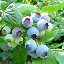 Load image into Gallery viewer, Blueberry 'Bluecrop'