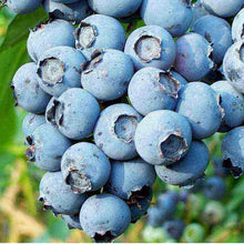 Load image into Gallery viewer, Blueberry 'Patriot'