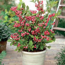 Load image into Gallery viewer, Blueberry 'Pink Lemonade'