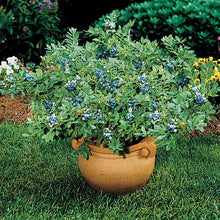Load image into Gallery viewer, Blueberry 'Sunshine Blue'