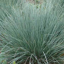 Load image into Gallery viewer, Blue Fescue 'Festuca'