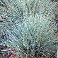 Load image into Gallery viewer, Blue Oat Grass