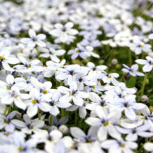 Load image into Gallery viewer, Blue Star Creeper