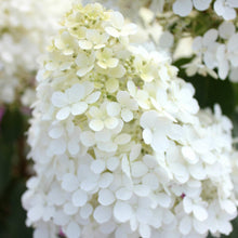 Load image into Gallery viewer, Bobo® Panicle Hydrangea