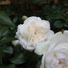 Load image into Gallery viewer, Bolero™ Rose