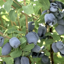Load image into Gallery viewer, Boreal Beauty Honeyberry (Haskap)