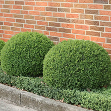 Load image into Gallery viewer, North Star® Boxwood
