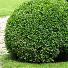 Load image into Gallery viewer, Boxwood 'Green Beauty'