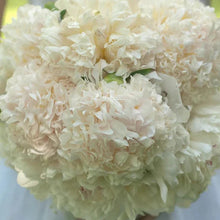 Load image into Gallery viewer, Peony ‘Bridal Grace’ (Bare Root)