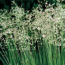Load image into Gallery viewer, Quaking Grass