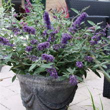 Load image into Gallery viewer, Butterfly Bush 'Blue Heaven'