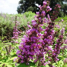 Load image into Gallery viewer, Butterfly Bush 'Tutti Fruitti'