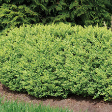 Load image into Gallery viewer, North Star® Boxwood