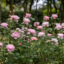 Load image into Gallery viewer, Queen of Sweden Rose