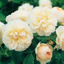 Load image into Gallery viewer, Lichfield Angel Rose