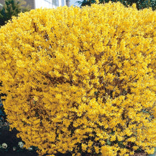 Load image into Gallery viewer, Forsythia Lynwood Gold