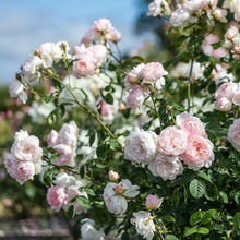 Load image into Gallery viewer, Gentle Hermoine Rose