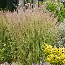 Load image into Gallery viewer, Feather Reed Grass 'Eldorado'