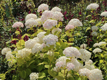 Load image into Gallery viewer, Hydrangea Candybelle® Marshmallow