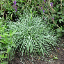 Load image into Gallery viewer, Carex 'Blue Zinger Sedge' Grass