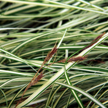 Load image into Gallery viewer, Gold Strike Weeping Sedge