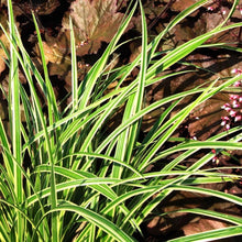 Load image into Gallery viewer, Carex Ice Ballet
