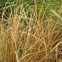 Load image into Gallery viewer, Carex petriei - Brown Sedge